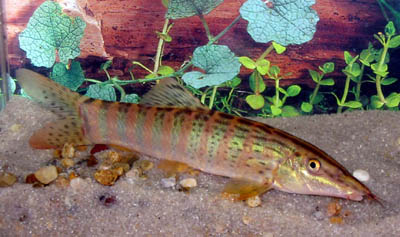 Syncrossus berdmorei